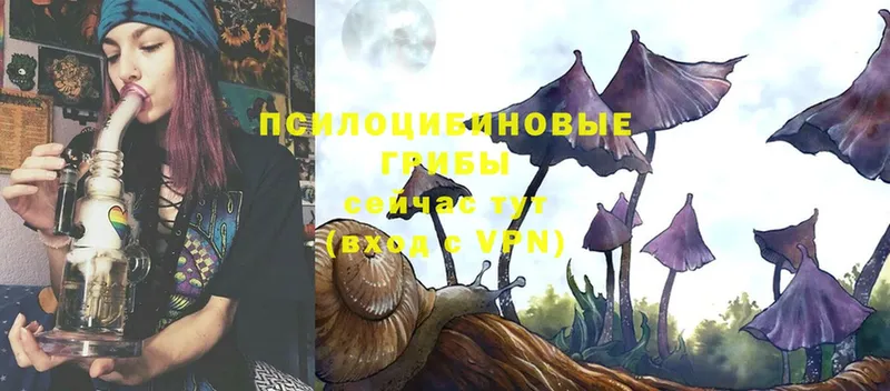 Галлюциногенные грибы Psilocybe  Баймак 